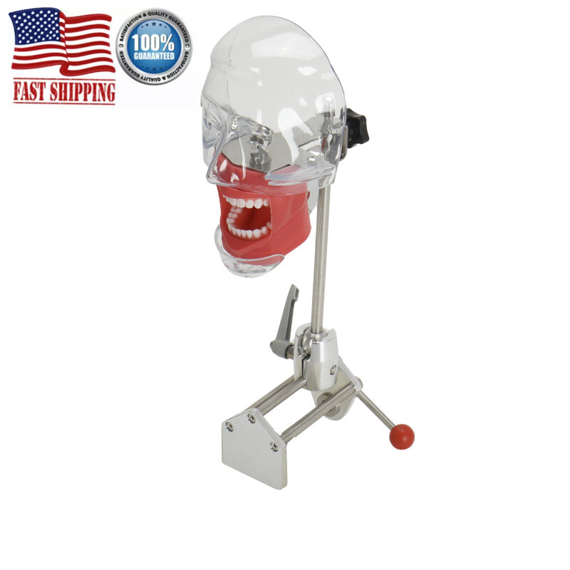 Dental Simulator Manikin Phantom Head Teeth Model Bench Mount Teaching Model