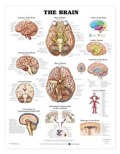 BRAIN Laminated Wall Chart 20" x 26" Classroom/Professional LFA #99920