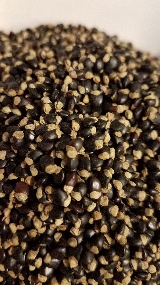 Tagasaste Tree Seed -  Pkt 280 Seeds