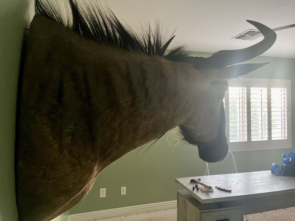 Blue Wildebeest Taxidermy Shoulder Mount