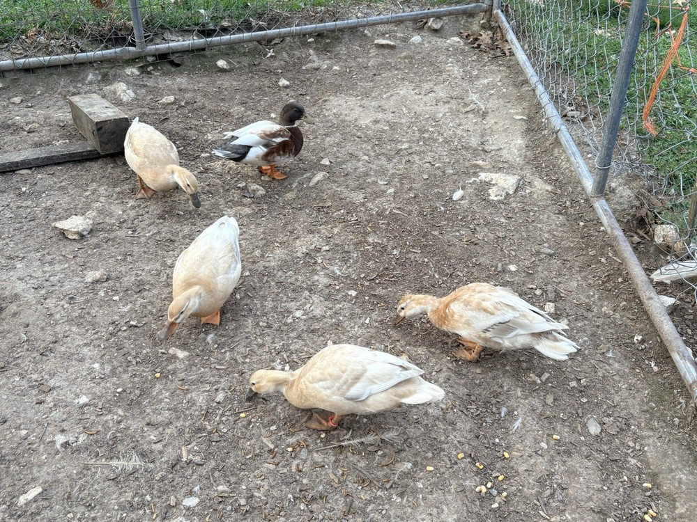 6 Pure Butterscotch Call duck hatching eggs