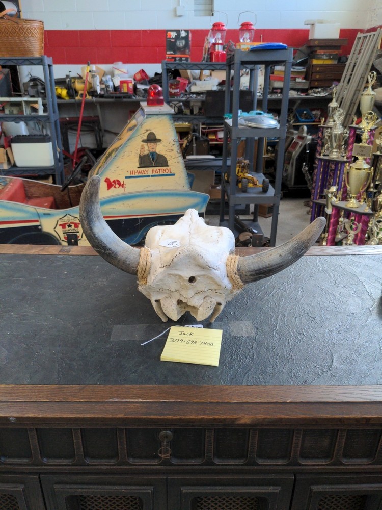 LONGHORN STEER SKULL