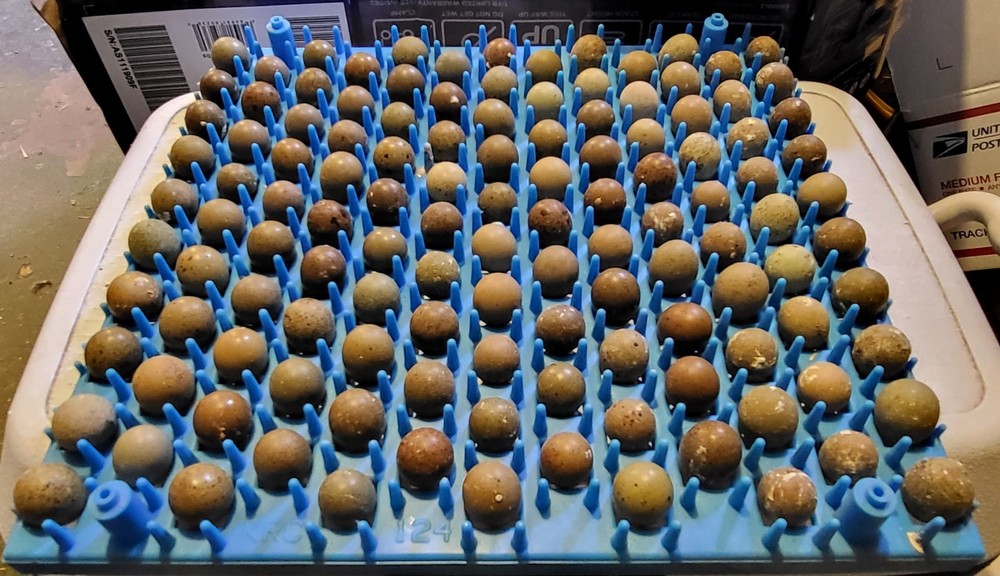 18 ++ Button Quail Hatching Eggs