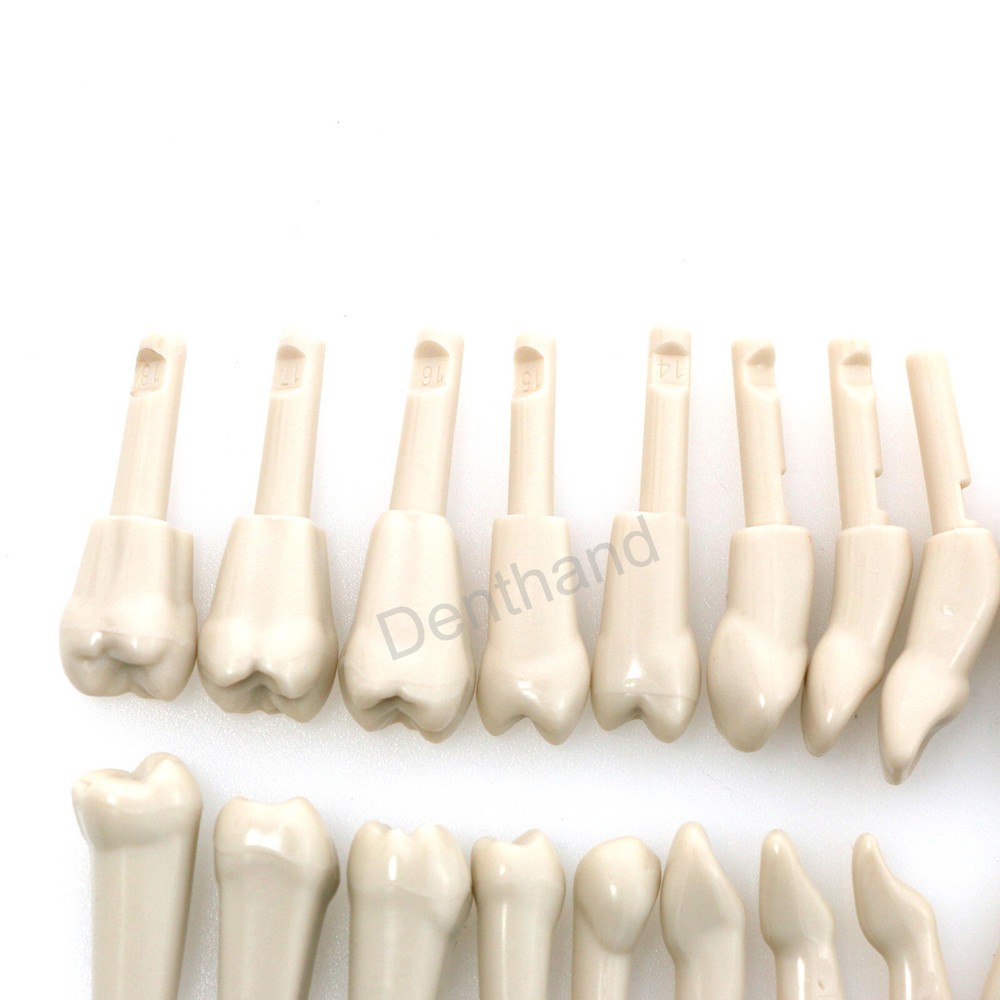 Dental Tooth Model for KaVo Basic 32Pcs Model Spare teeth Retention Mechanism