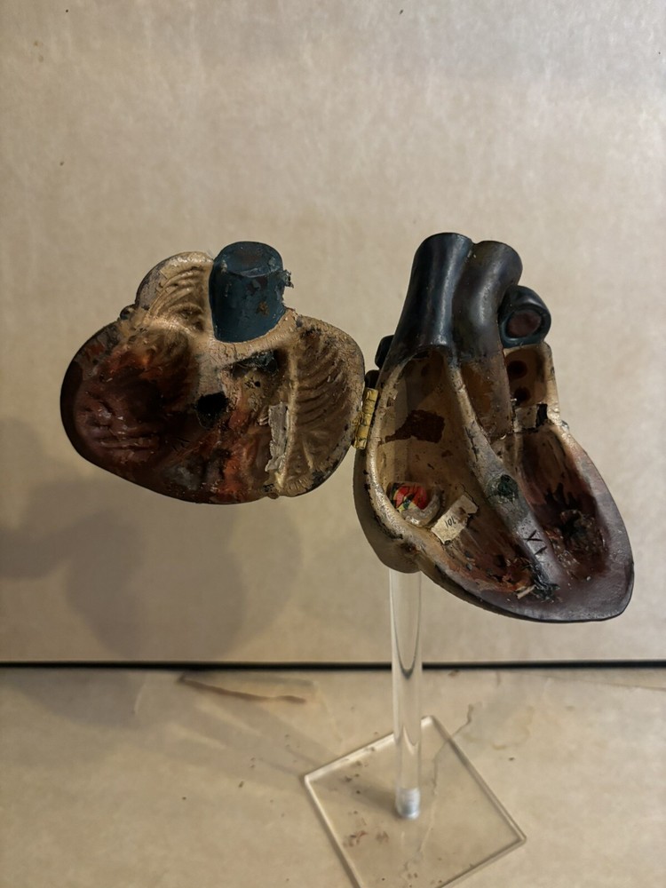 Antique Human Heart Anatomical Model