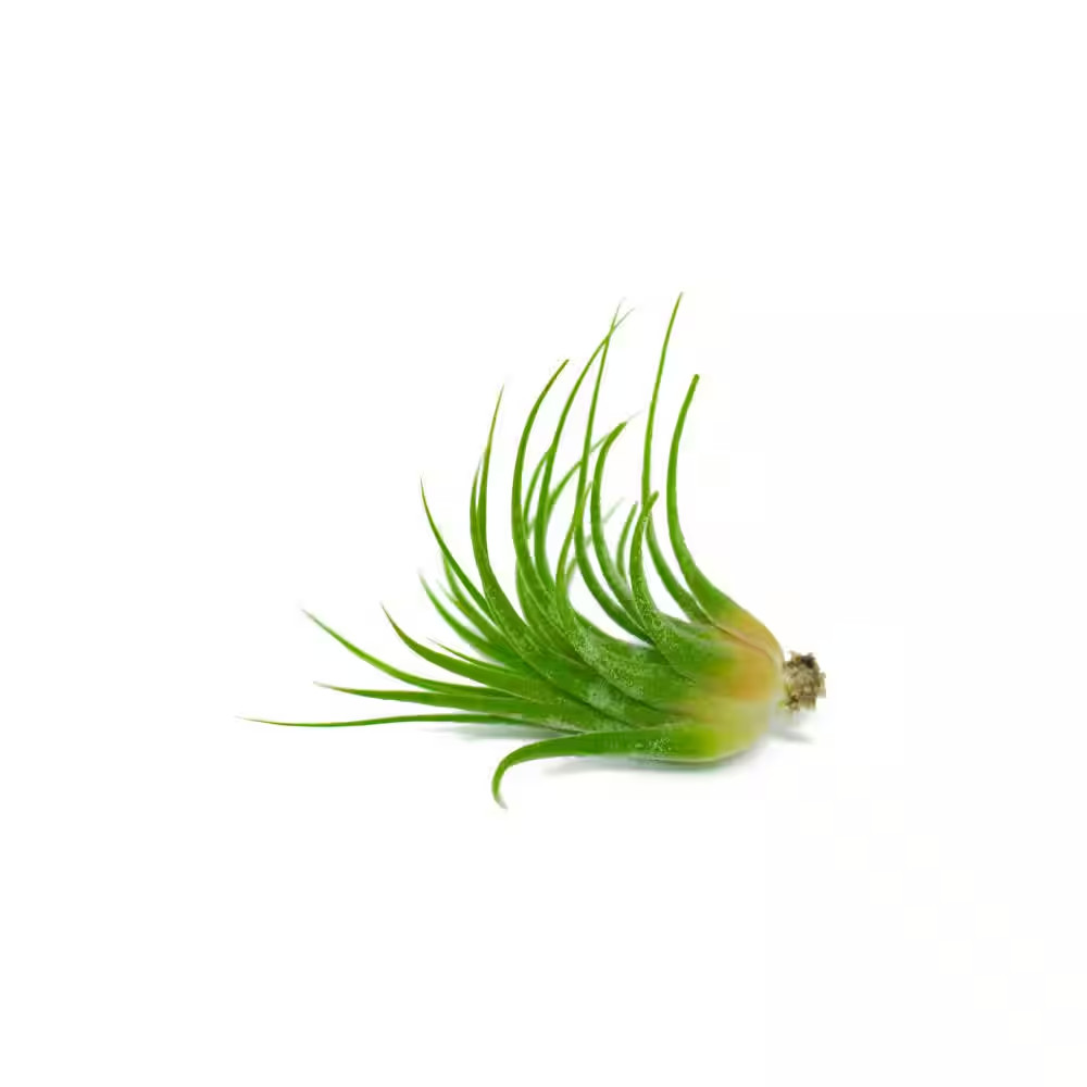 Air Plants Assorted (6-Pack)