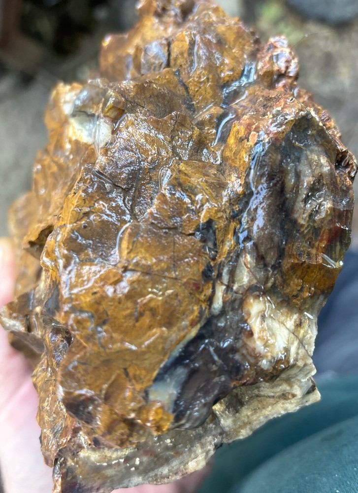 Silver Creek Junction petrified wood
