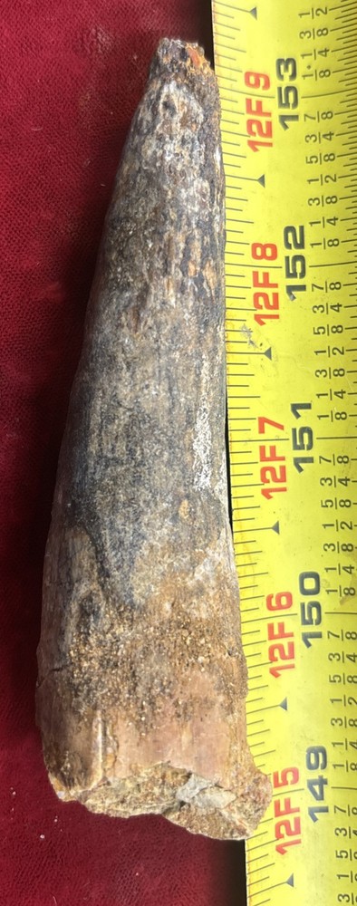 Authentic 4 1/8” Spinosaurus Tooth Fossil