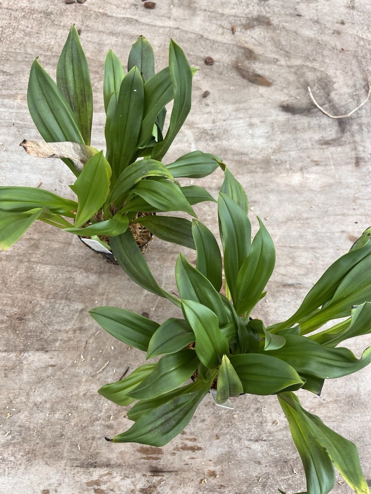 Dracula Orchid - Hirtzii ‘Red Devil’ 3.5” Net Pot