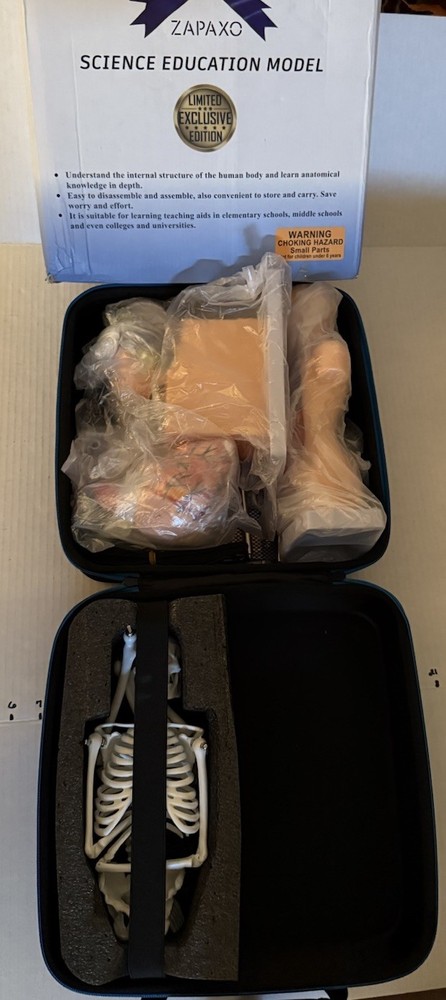 Human Anatomy Science Education Model Set