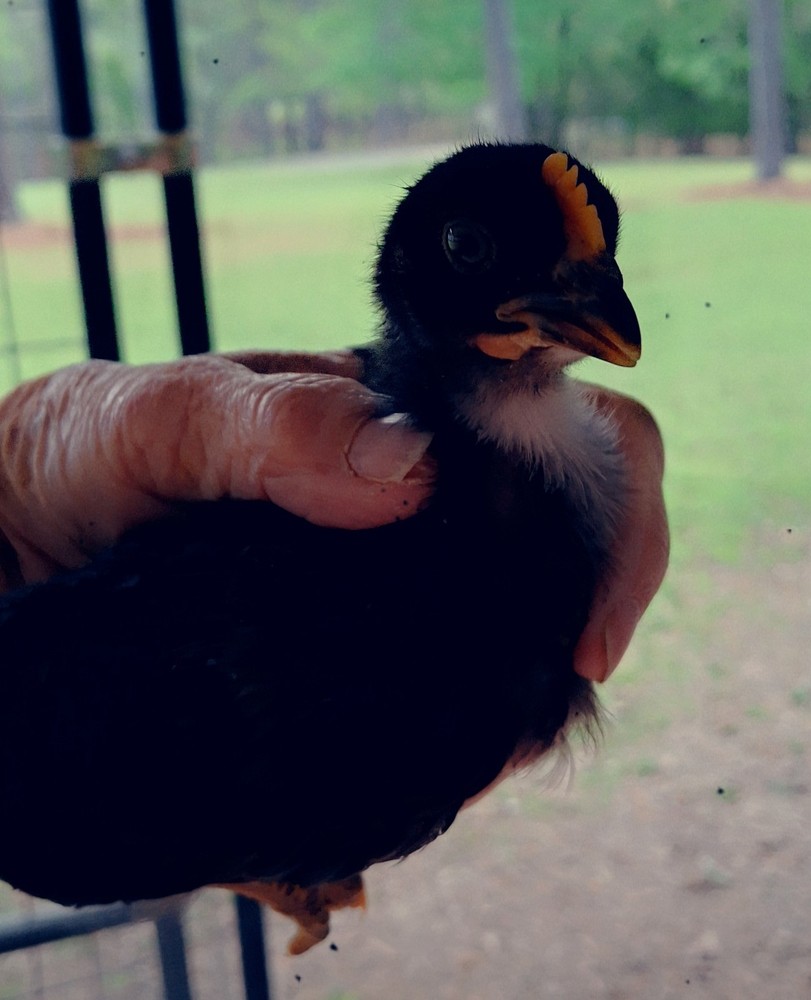 10+2 Black Copper Maran Hatching Eggs