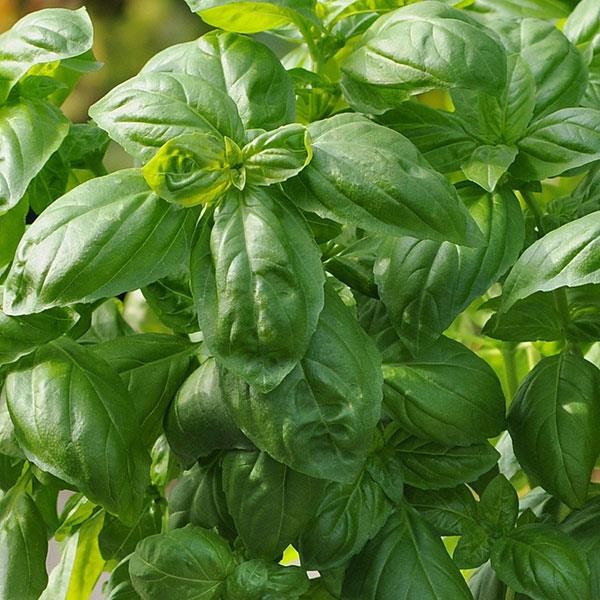 Dolce Fresca Basil - 100 Seeds