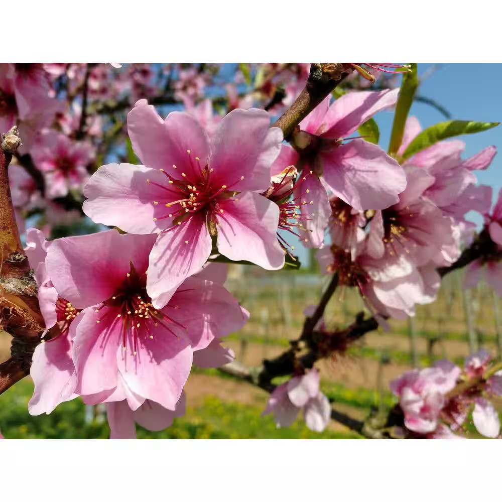 Halls Hardy Almond Tree Bare Root Free Ship NEW