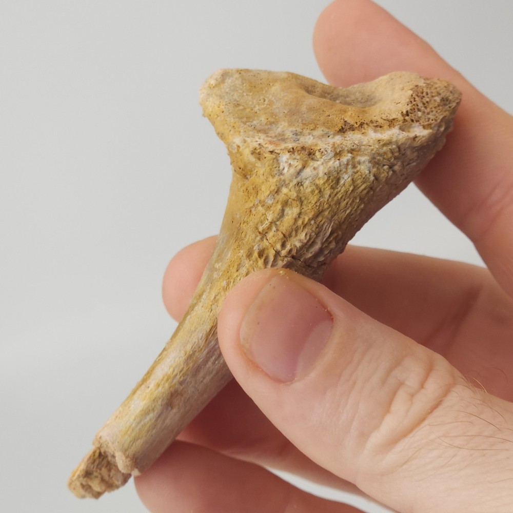 Fossil Bone - Unidentified - Kem Kem Beds - Morocco