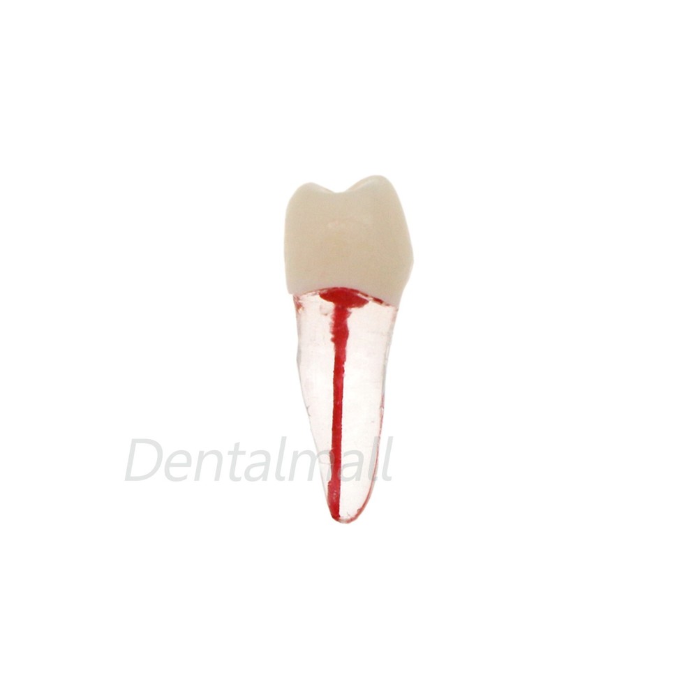 10 Size Dental Root Canal Practice Model Teeth for Pulp Study RCT Endo File
