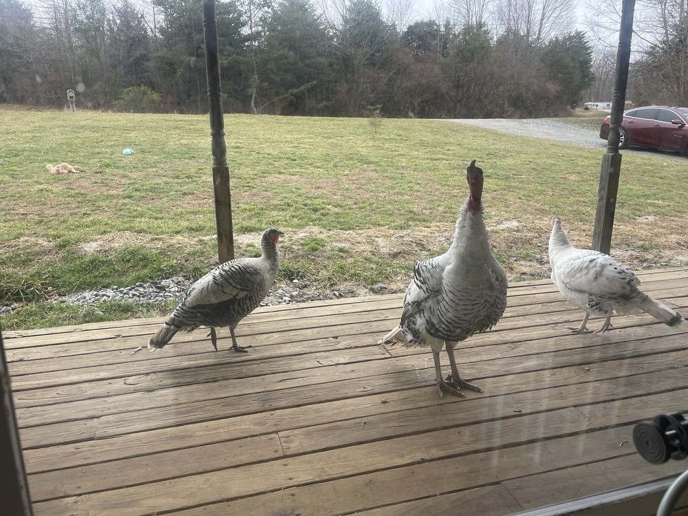 6 Royal Palm Turkey Hatching Eggs ready to ship!