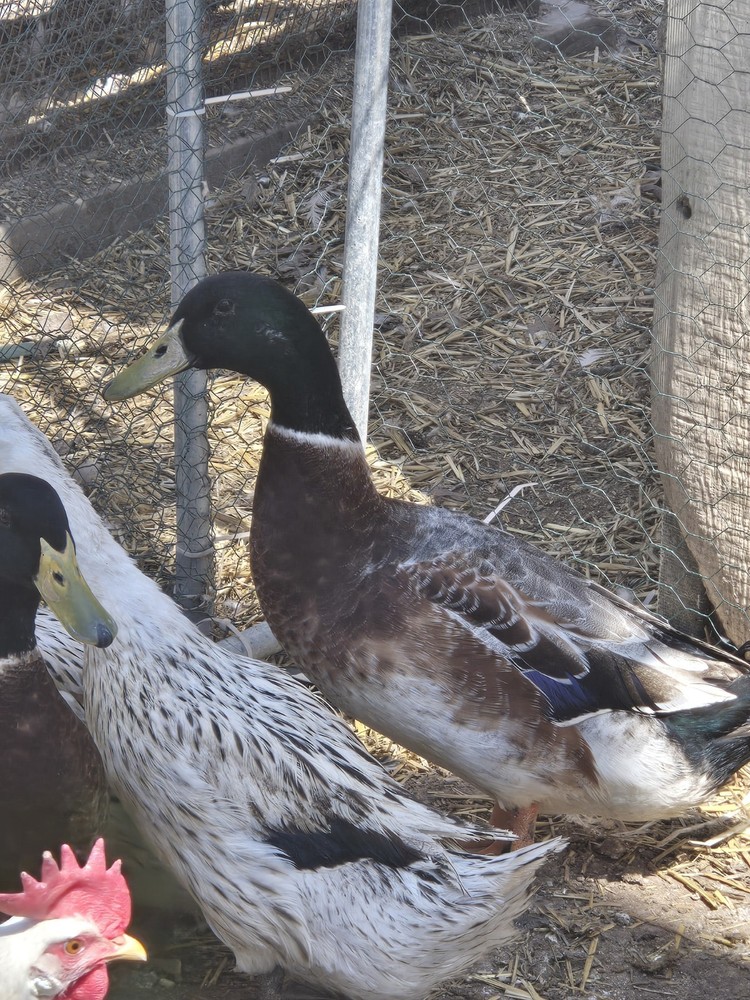 8 Welsh Harlequin Duck fertile hatching eggs