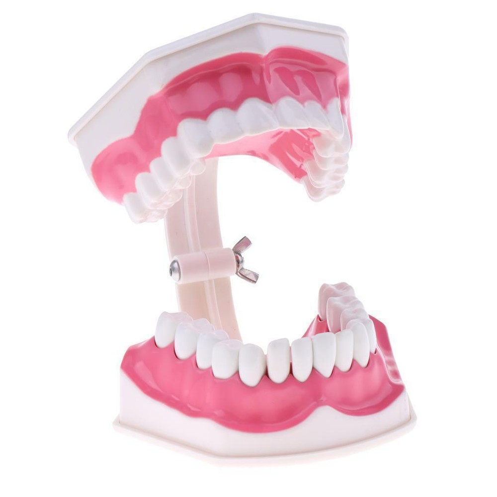 Dental Teaching Demonstration Model with Removable Lower Teeth + Toothbrush