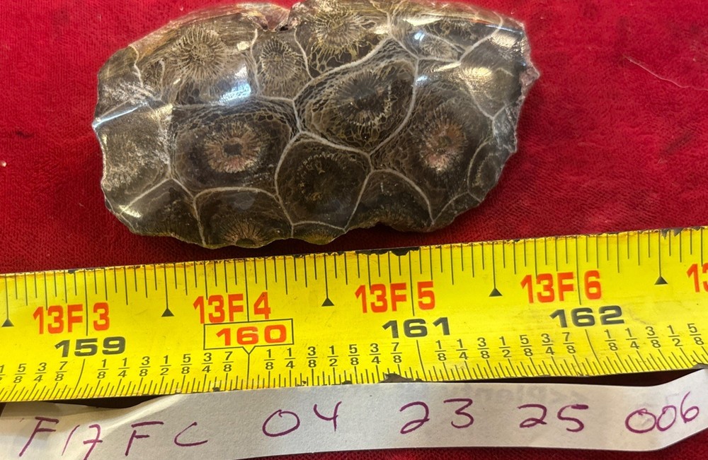 Petrified Coral End Polished