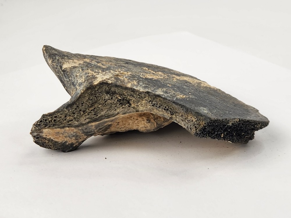 Pathological Turtle Shell Fossil - Florida