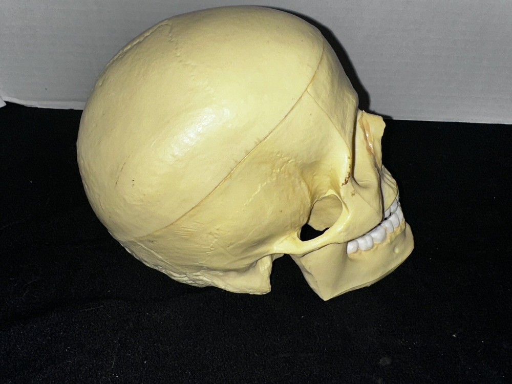 Class Room Study Life Size human cranium/skull model 3 pieces