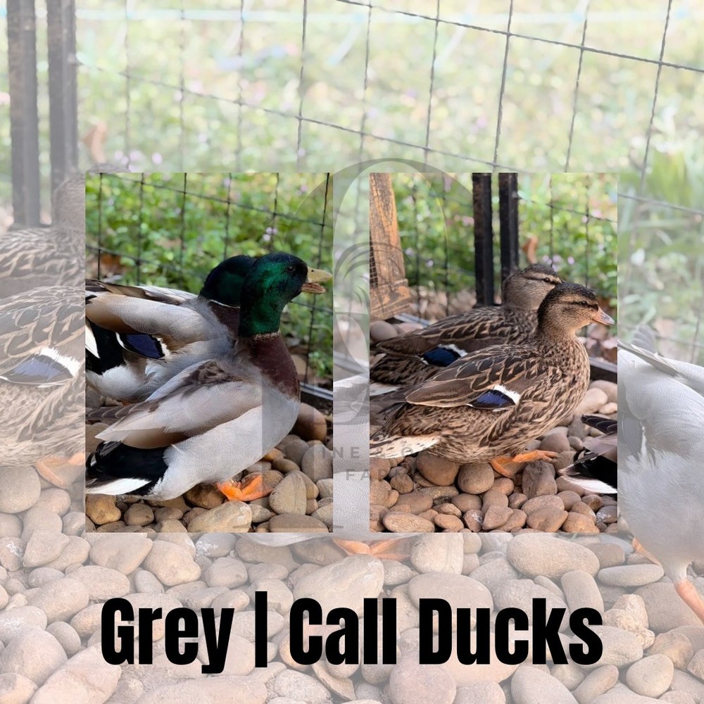 6+ Gray Call Duck — hatching eggs