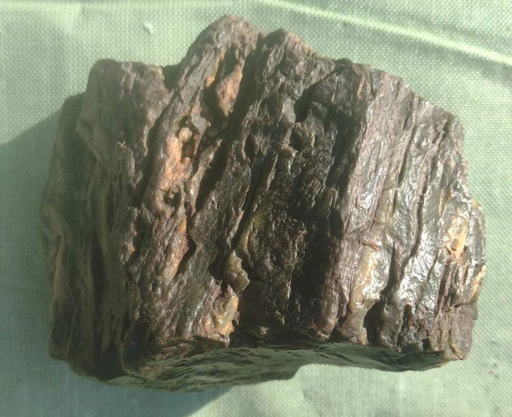 Petrified Wood Hampton Butte, OR