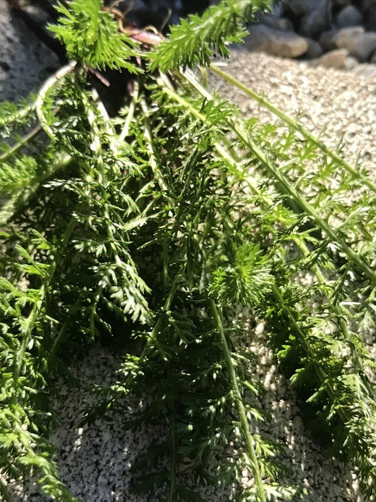 4 yarrow plants （two different colors）