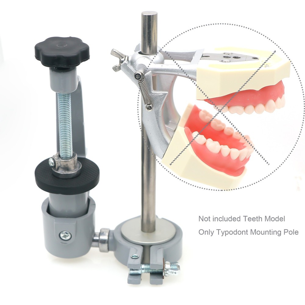 Columbia Dentoform 860 Type Dental Typodont Model With 32pcs Removable Teeth