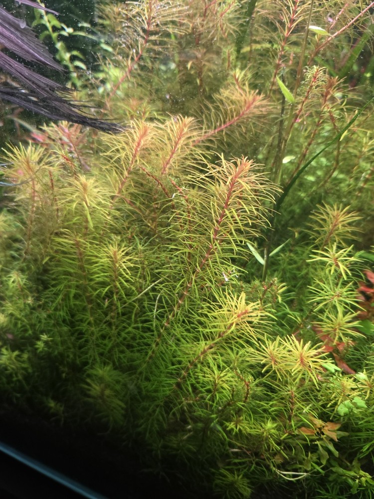 Aquatic Plant Pack 25 Stems