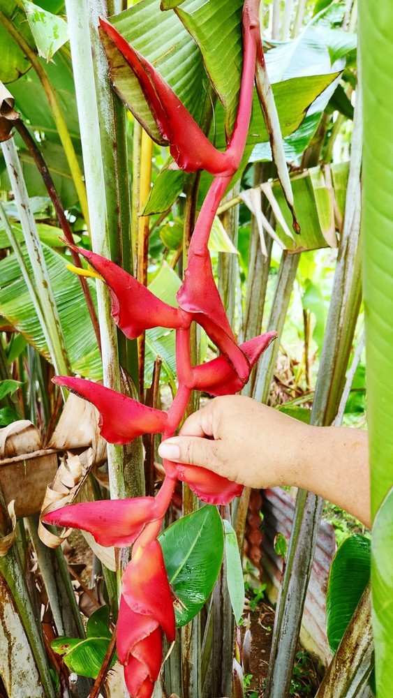 Heliconia longissima