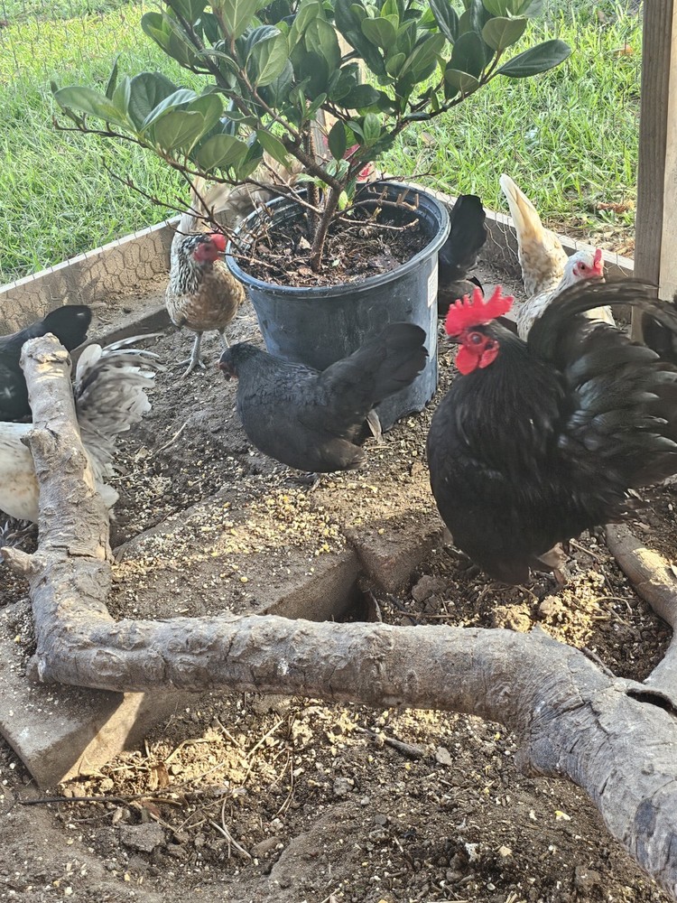 20+ Serama Chicken Hatching Eggs