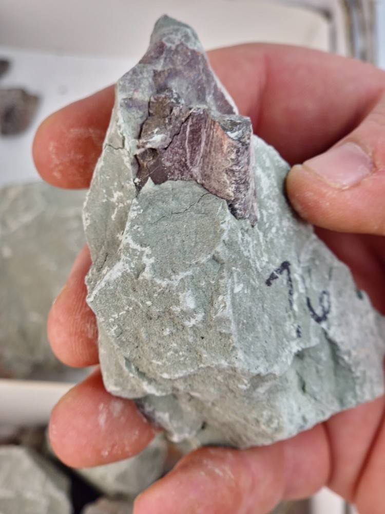 Two Medicine Formation Prep Projects - Dinosaur Bone Fossils - Teton Co., MT