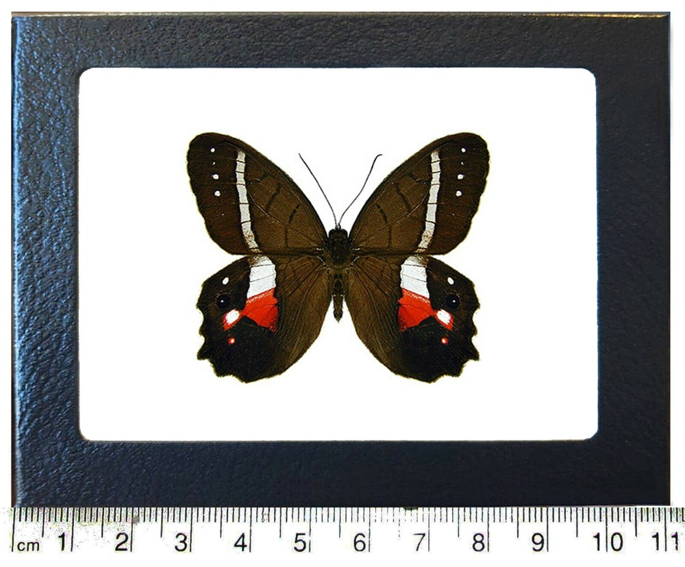 Pierella pacifica red white butterfly Ecuador framed