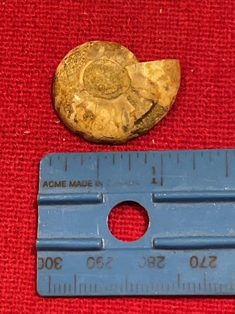 prehistoric Sea animals, Fossilized