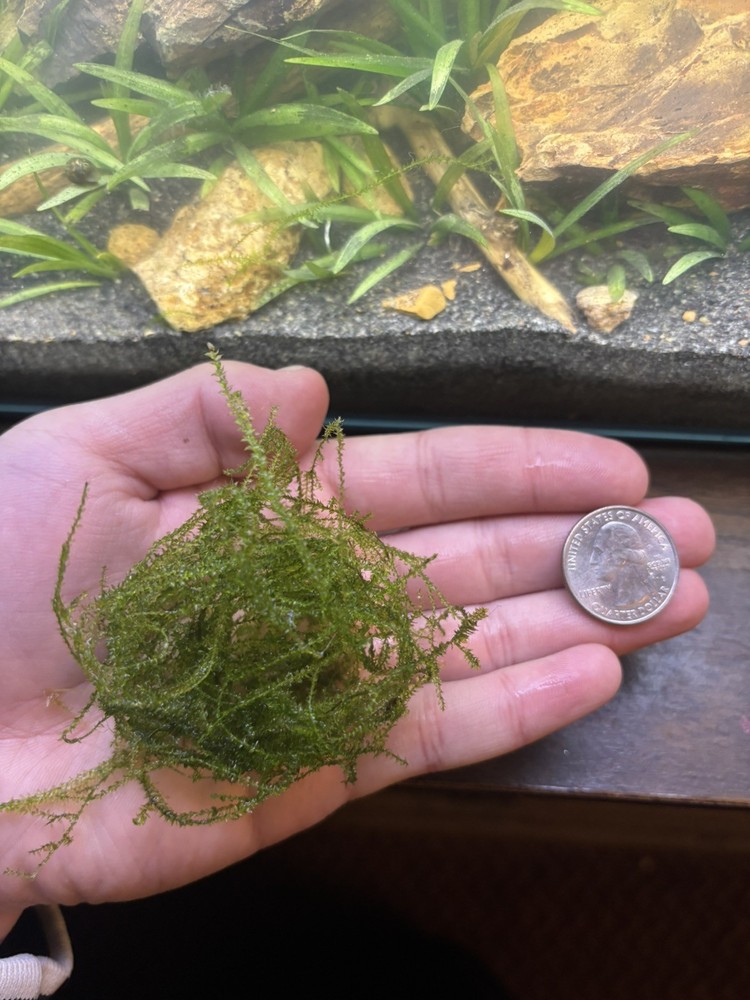 Java Moss Golf Ball Size Live Aquatic Plant