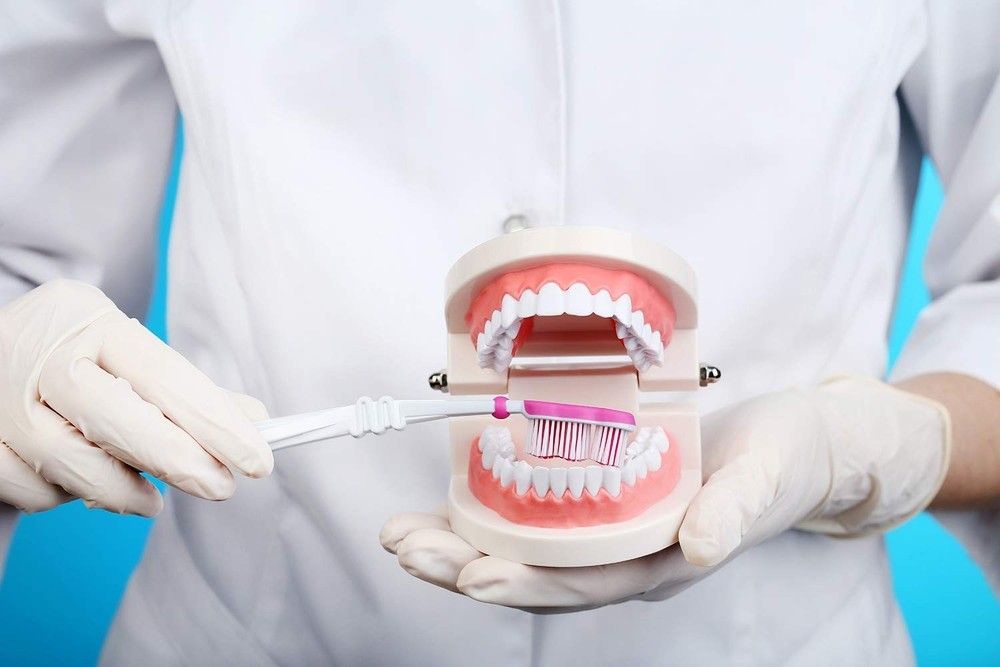 Standard Teeth Model for Kids - Includes Wrenches & Non-Removable Teeth