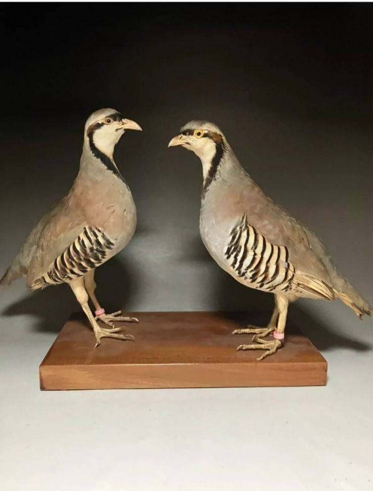 57+ Fertile Chukar Partridge Hatching Eggs