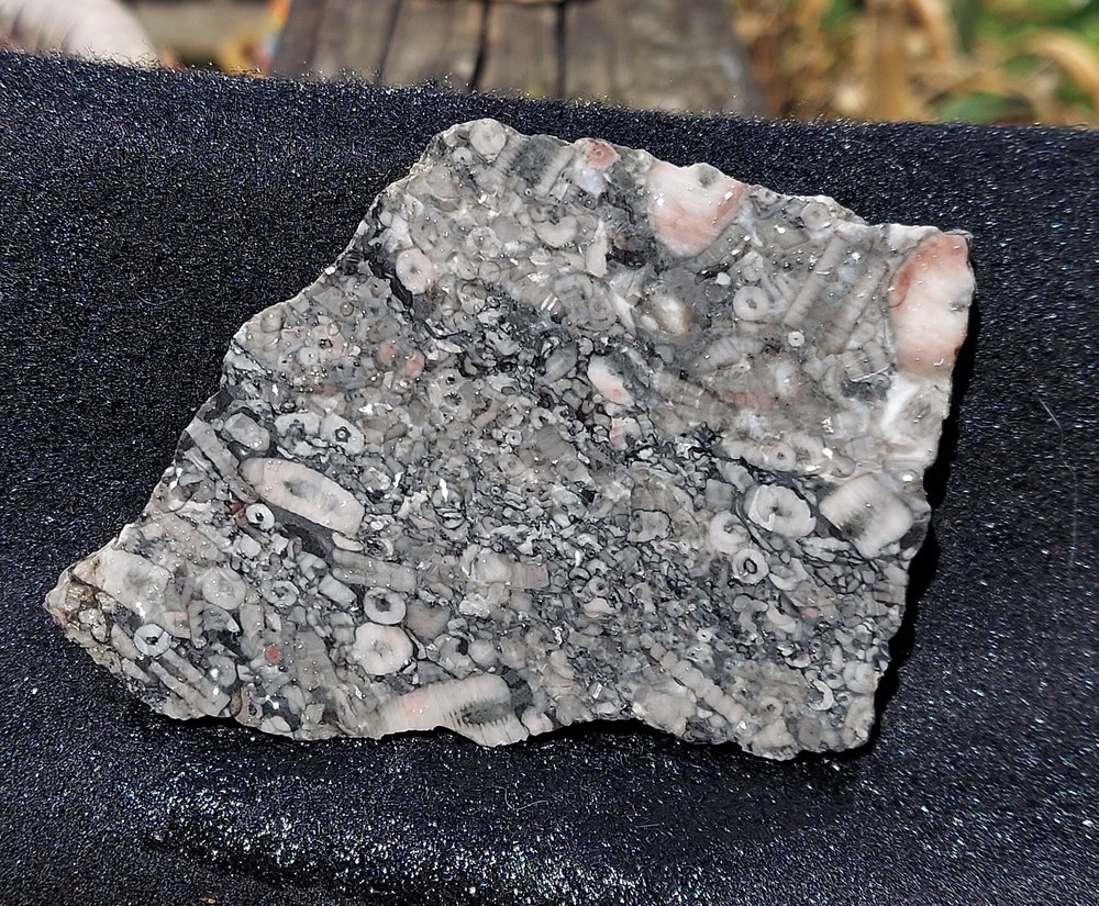 Crinoid Marble Slab
