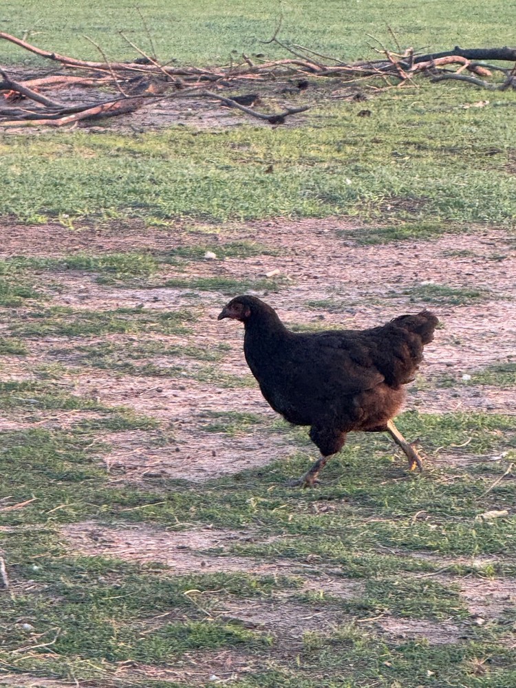 24 Rare Breed Mix Chicken Eggs