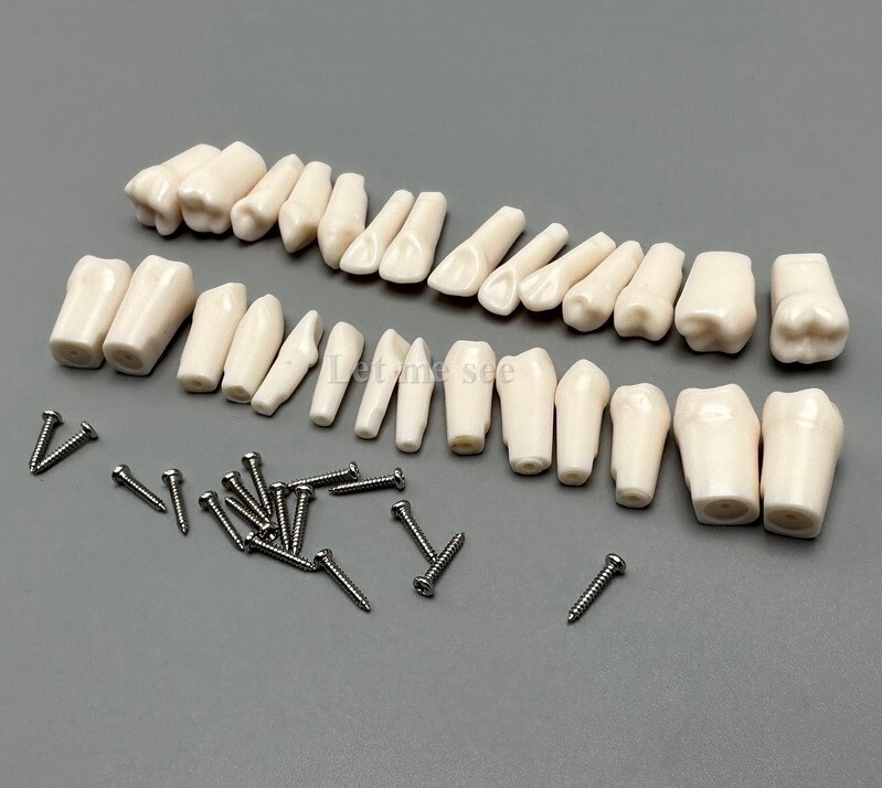Dental Replacement Screw-in Teeth Typodont Models Study Practice Tooth Model