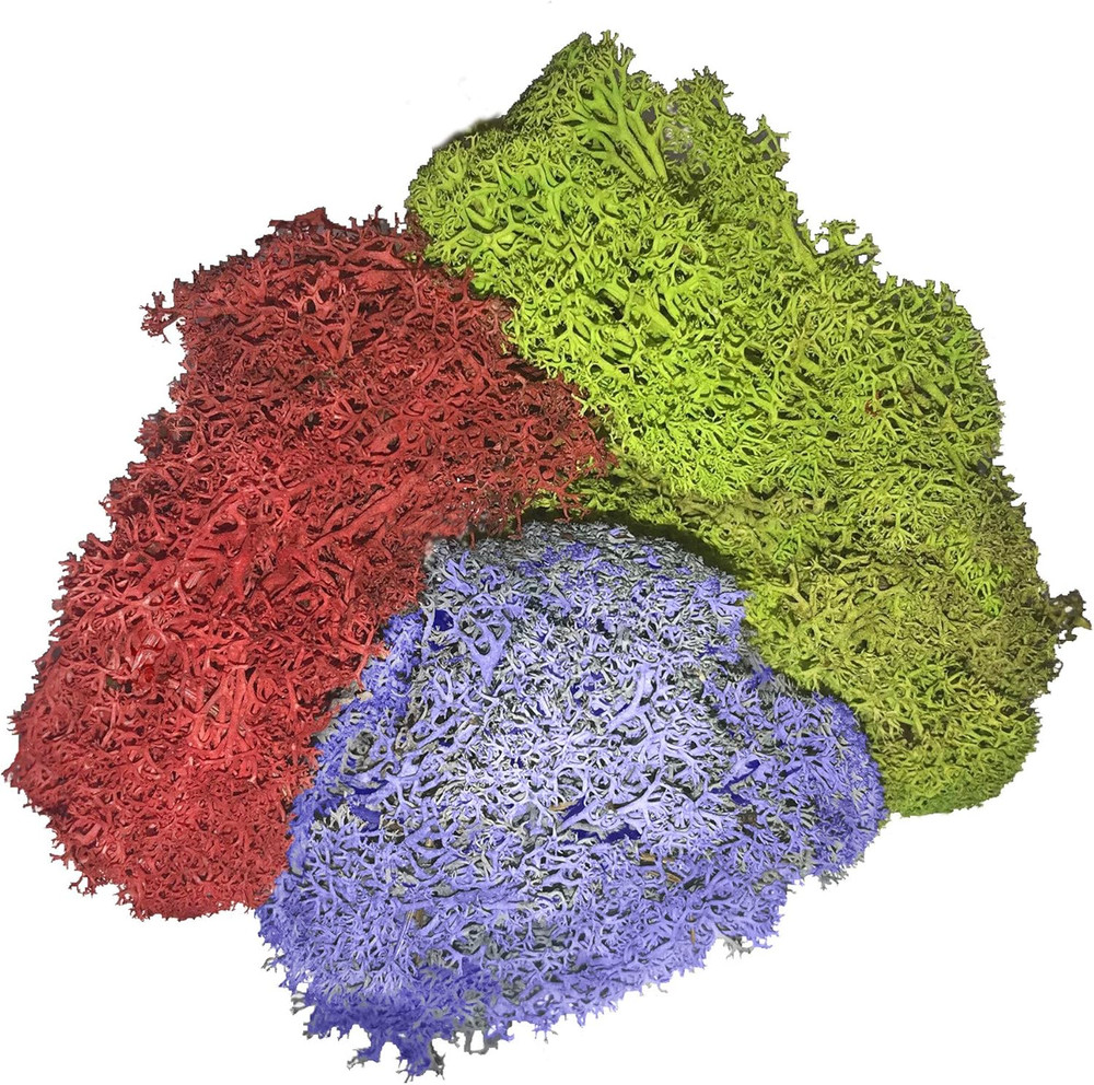 ML3020 Assorted Reindeer Moss, 3 Oz.