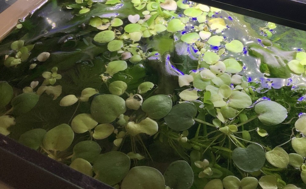 Frog Bit Floaters Live Floating Plants