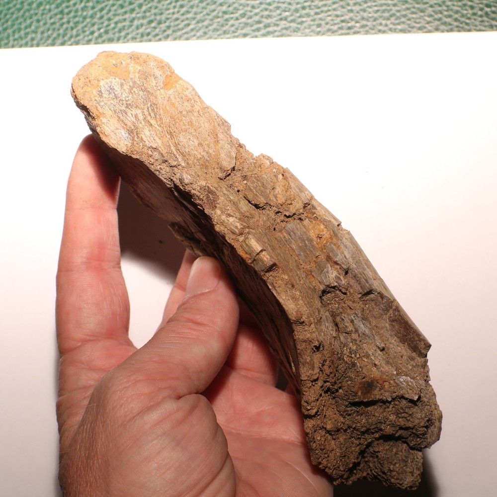 Huge Dinosaur Vert Process - Hell Creek Formation - Late Cretaceous - Nice Sized