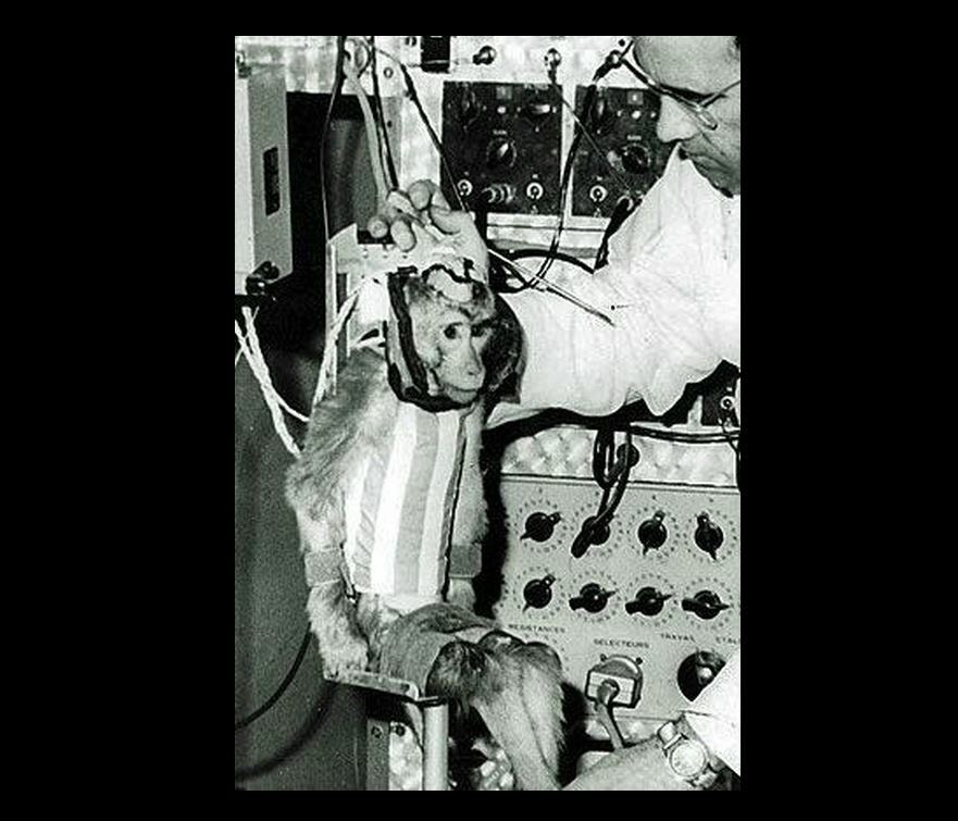 First Monkey in Space PHOTO Rhesus Monkey Albert II, 1st Primate Space Flight US