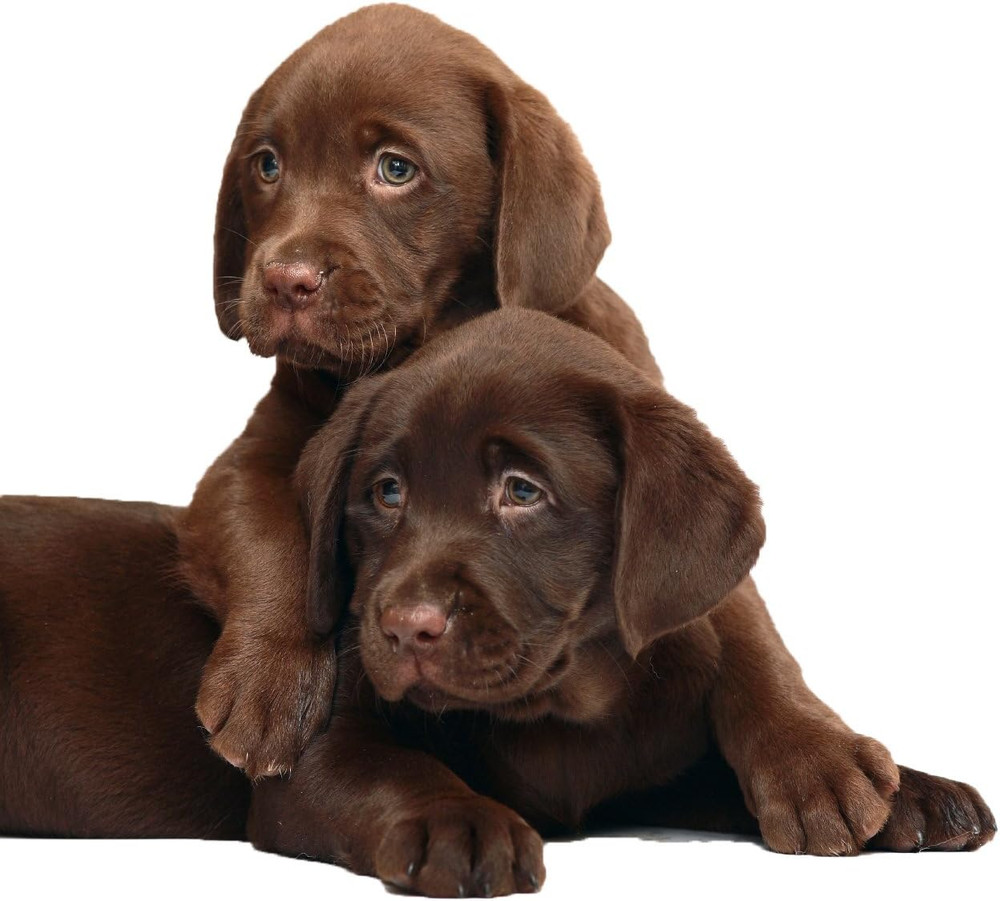 Extra Strength Dog Shampoo - Supports Skin Problems. Unconditional Guarantee. Ma
