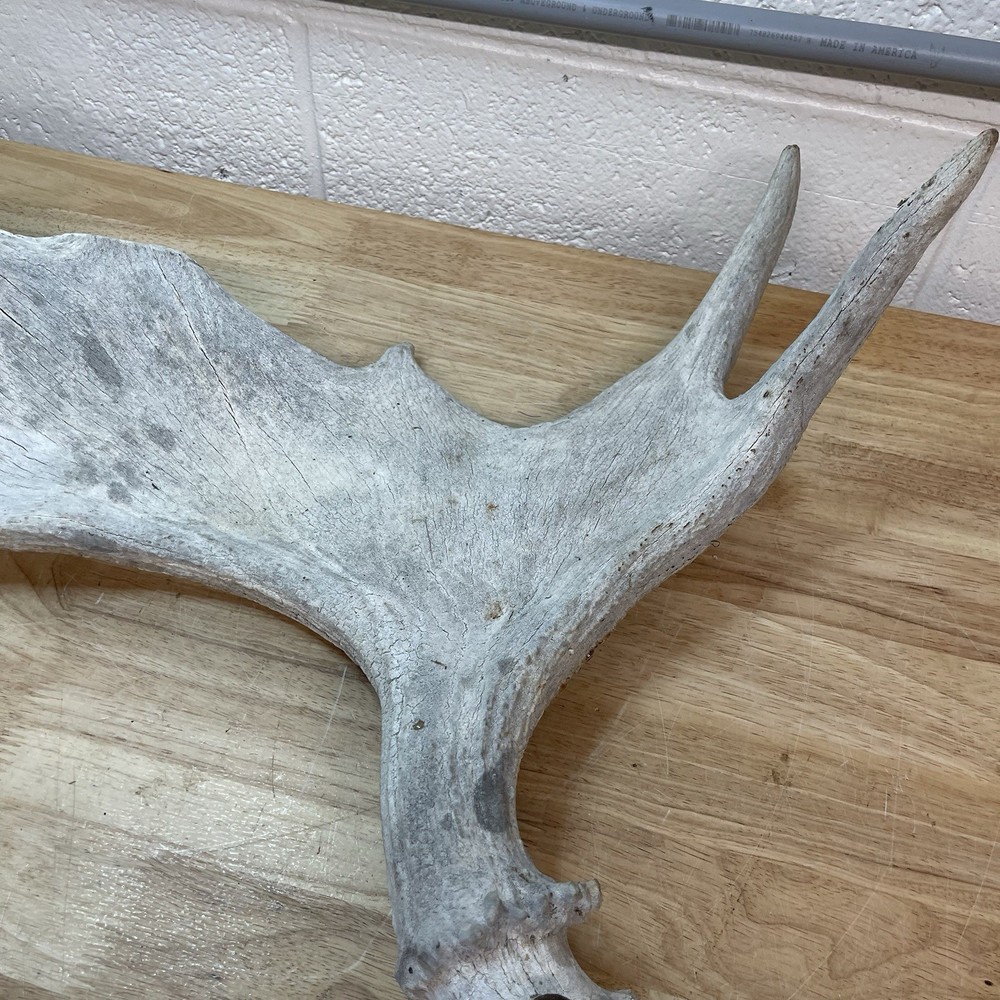 Genuine Moose Antler 30” & 6.95lbs