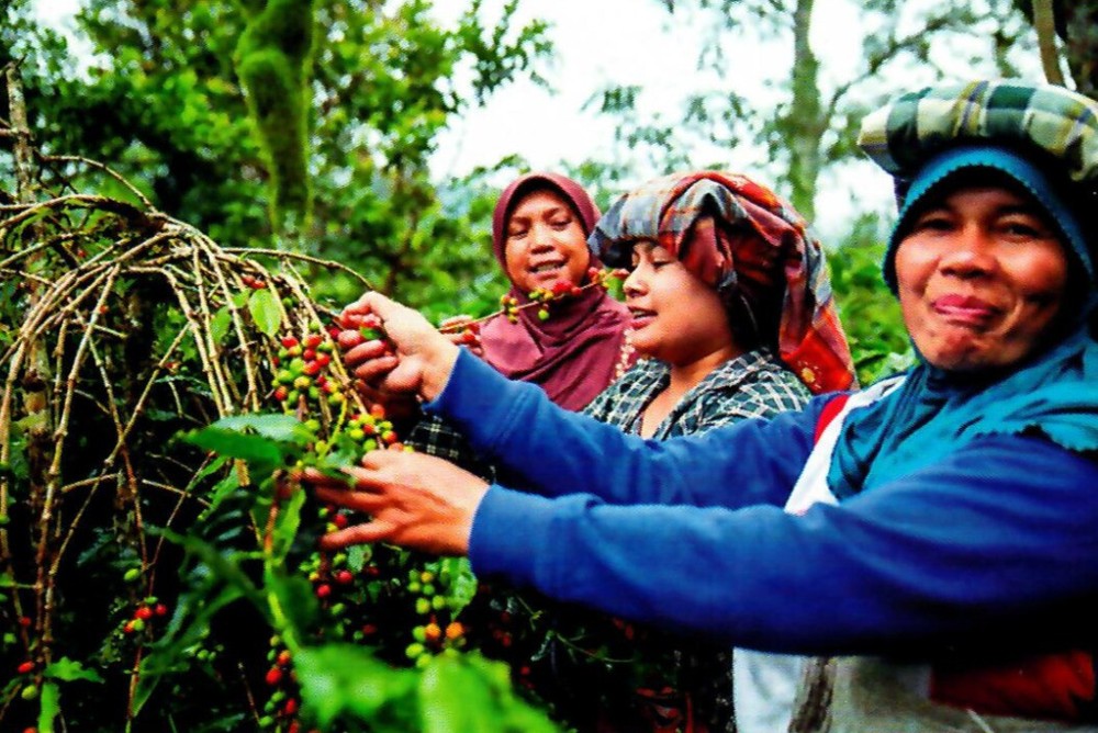 Sumatra