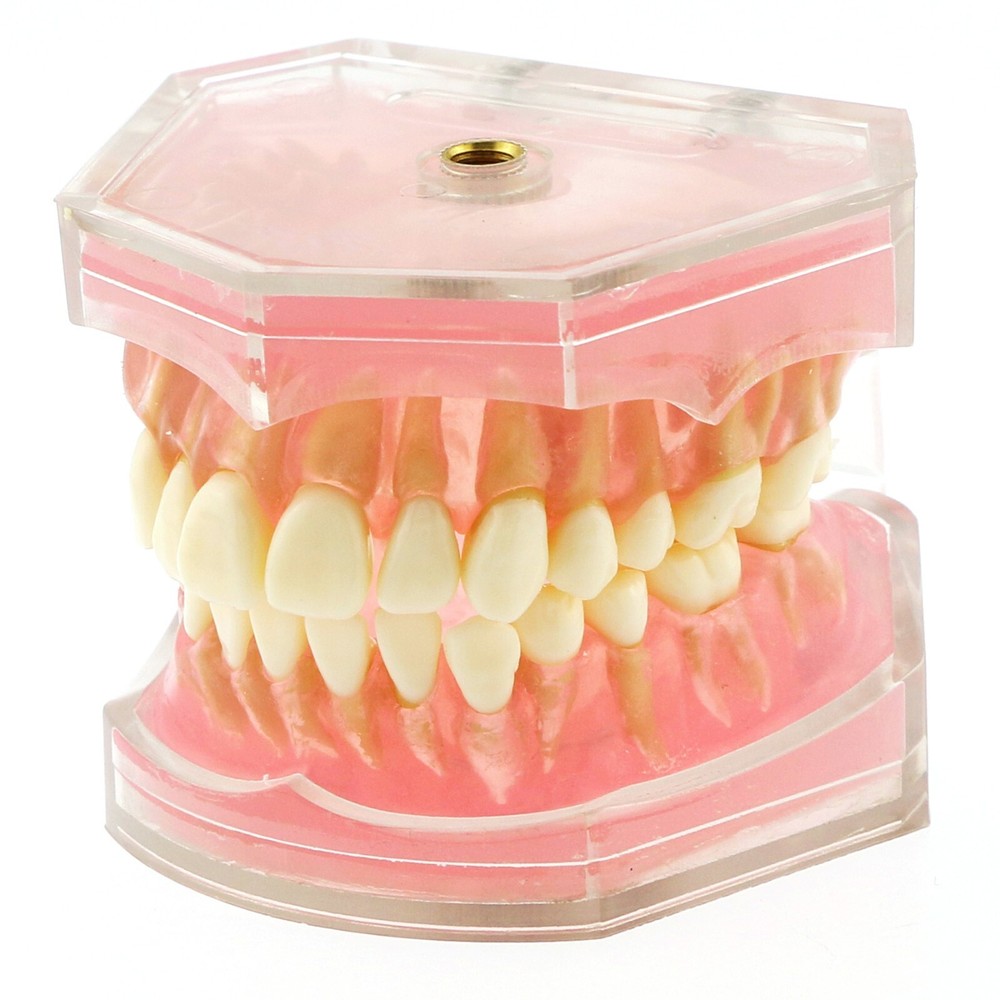 Dental Typodont Removable Soft Gum Teeth Model M7008 + Simulation Cheek