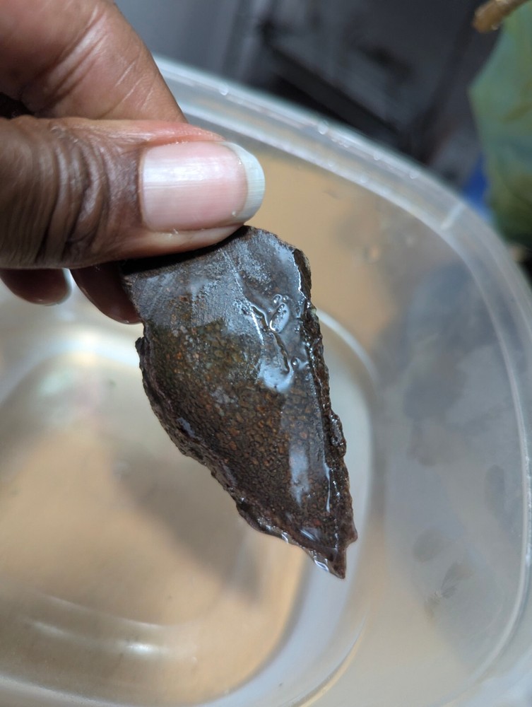 Fossil Gem Dinosaur Bone Slab! Gem Dino Bone Slab!